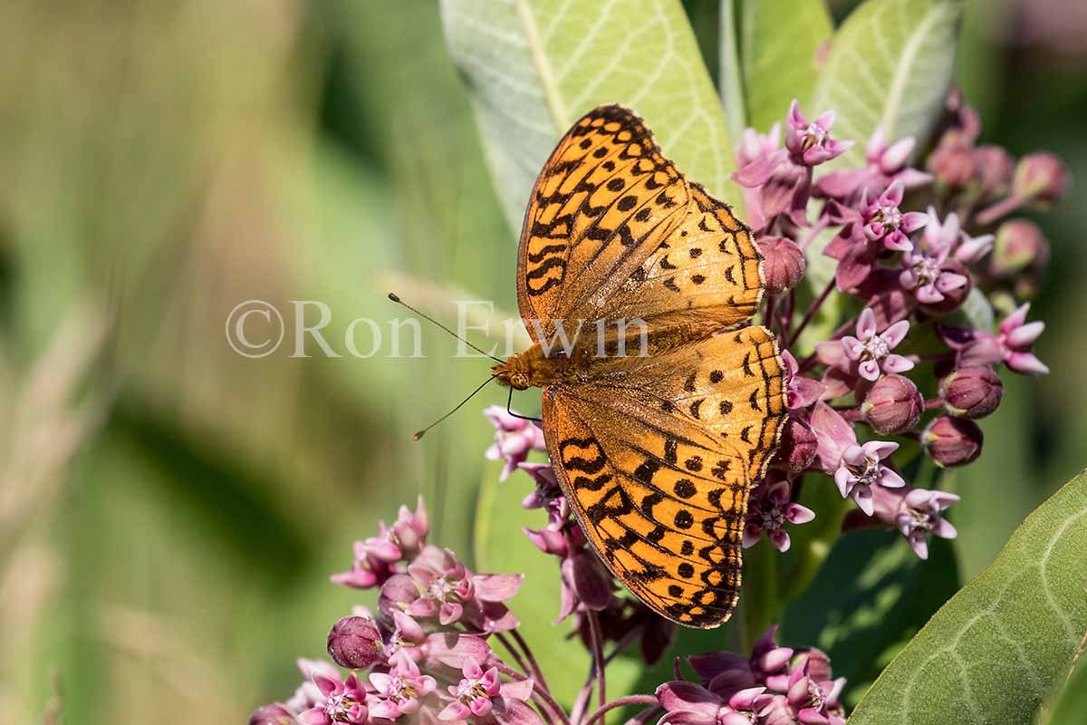 Great Spangled Fritillary