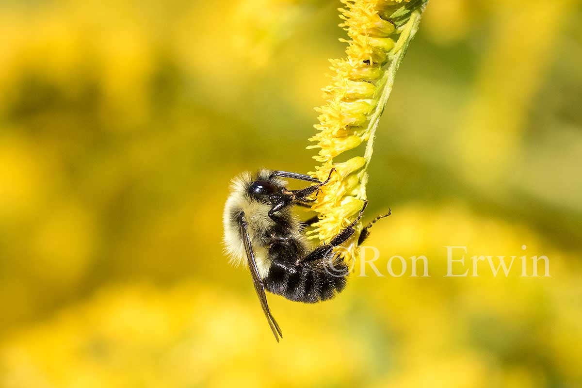 Common Eastern Bumble Bee