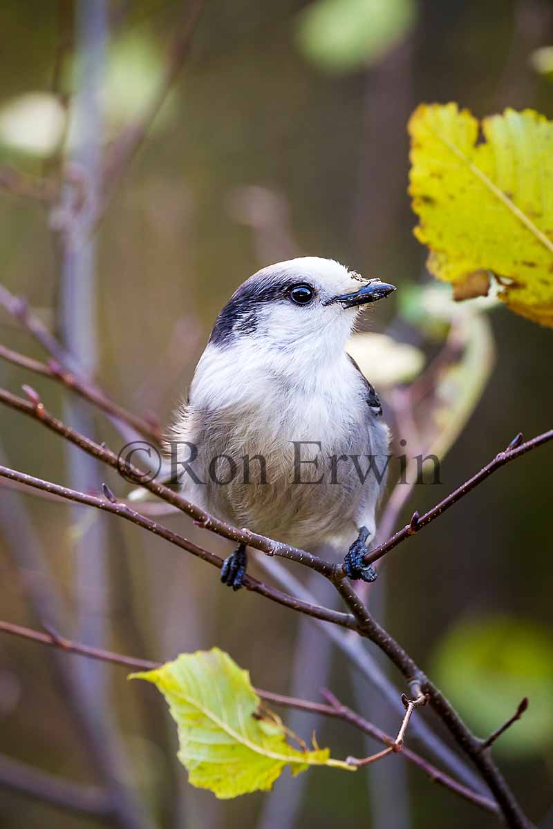 Gray Jay