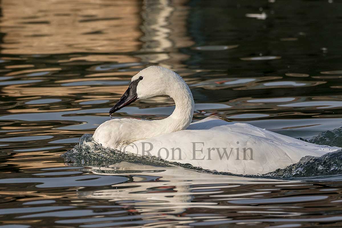 Trumpeter Swan Adult