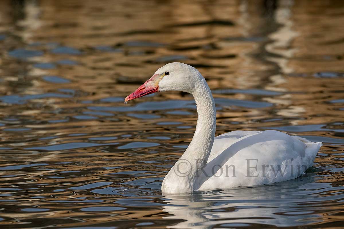 Leucistic Trumpeter Swan Juvenile