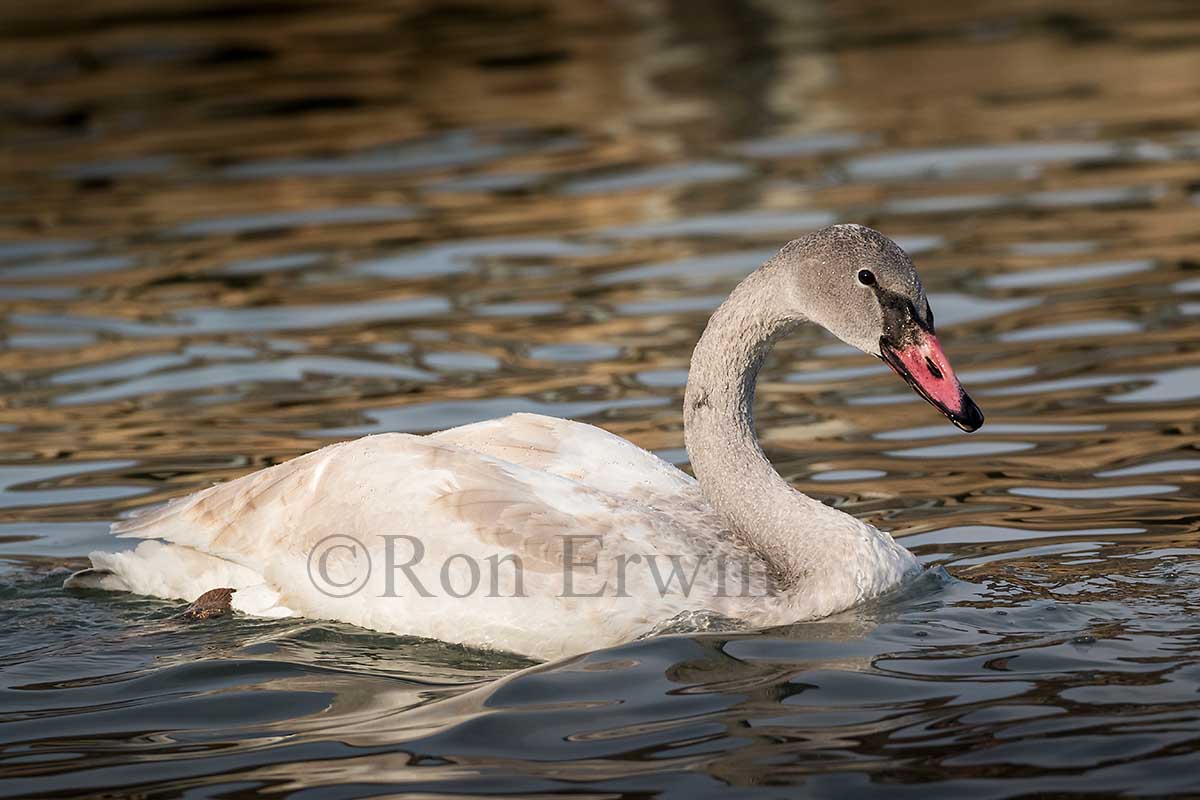 Trumpeter Swan Juvenile