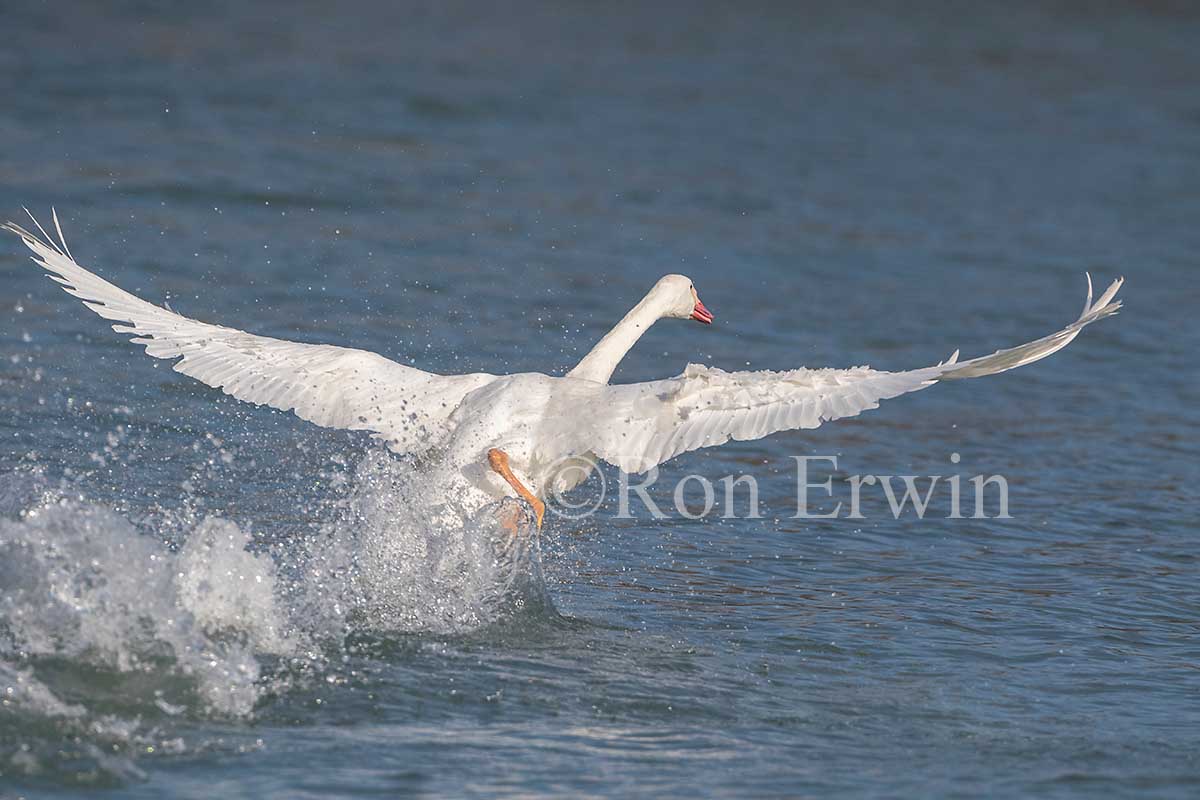 Trumpeter Swan Juvenile