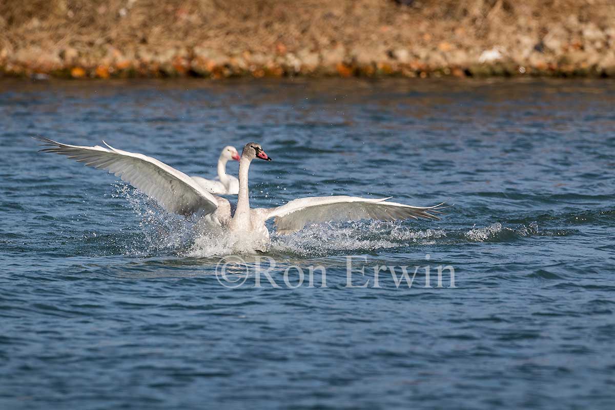 Trumpeter Swan Juveniles