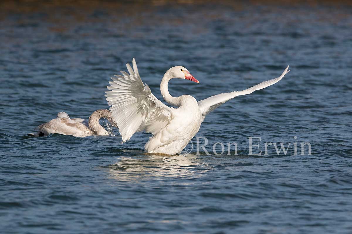 Trumpeter Swan Juveniles