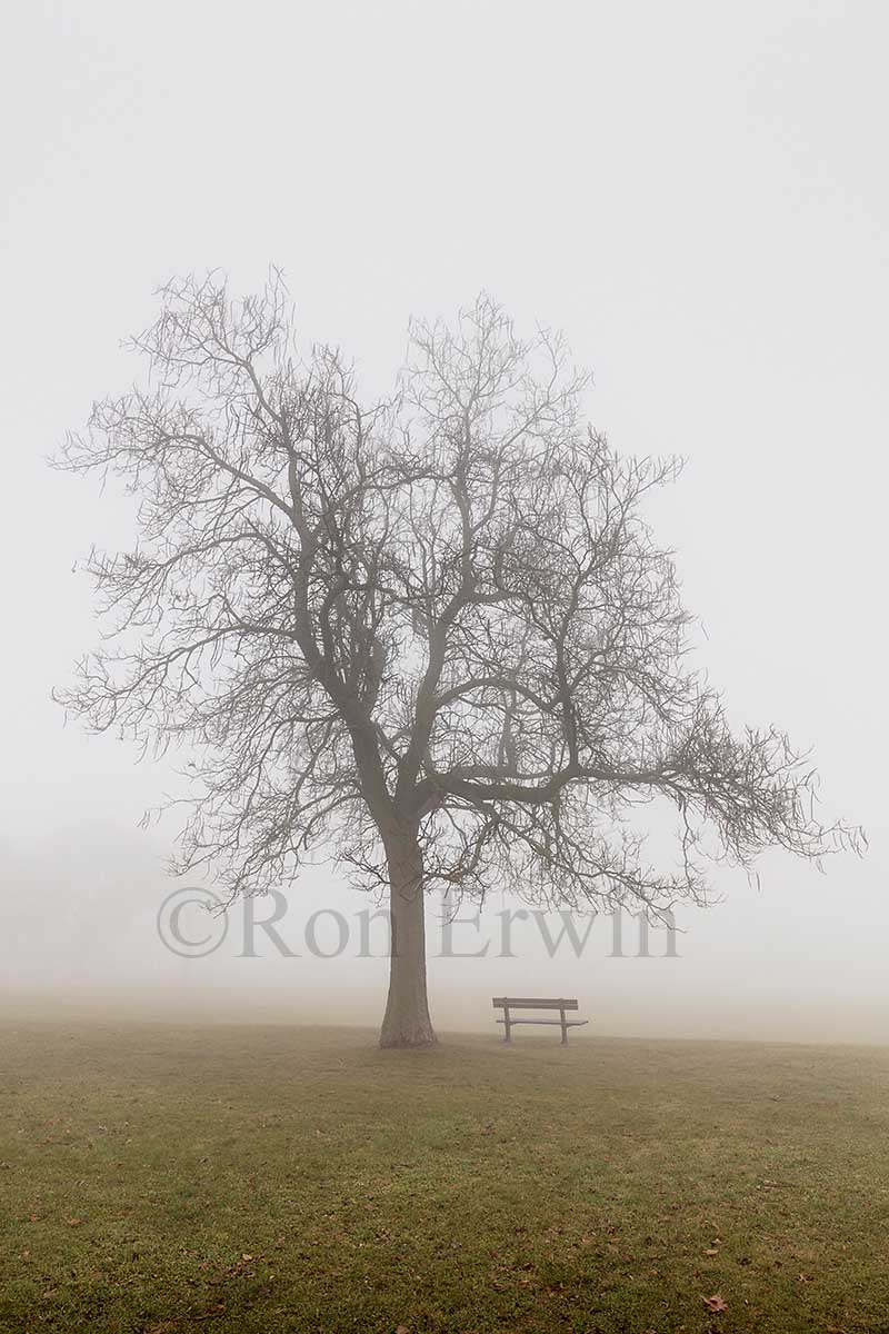 Tree in the Fog