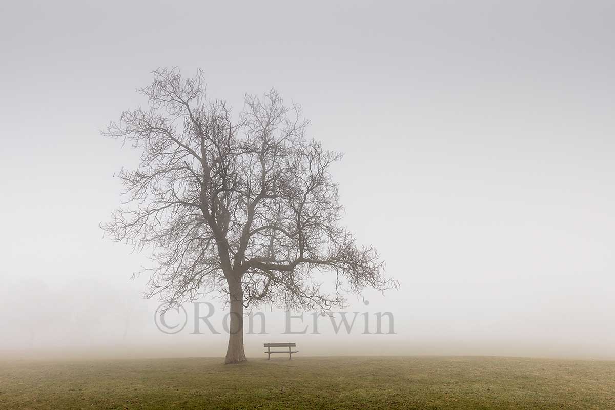 Tree in the Fog