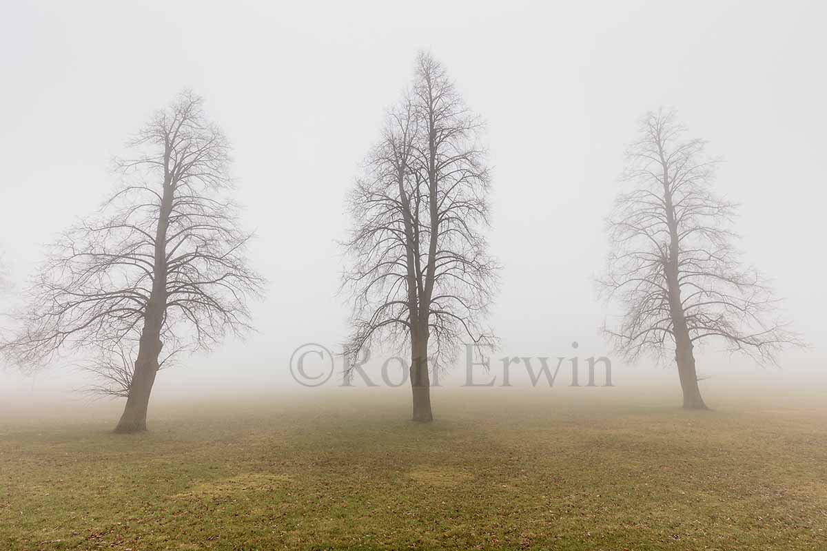 Fog and Trees