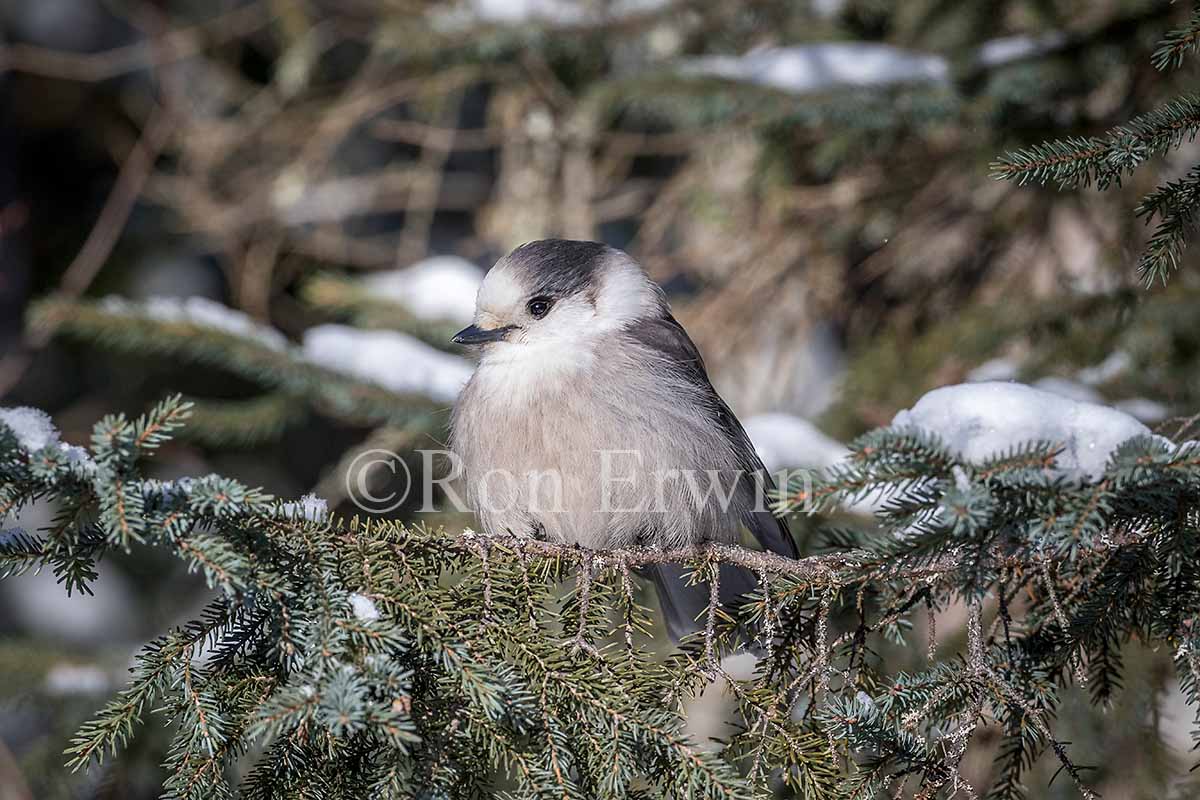 Gray Jay