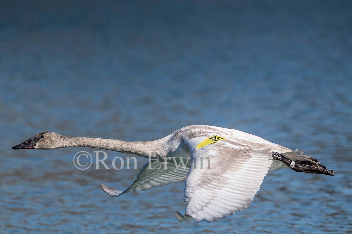 Young Trumpeter Swan