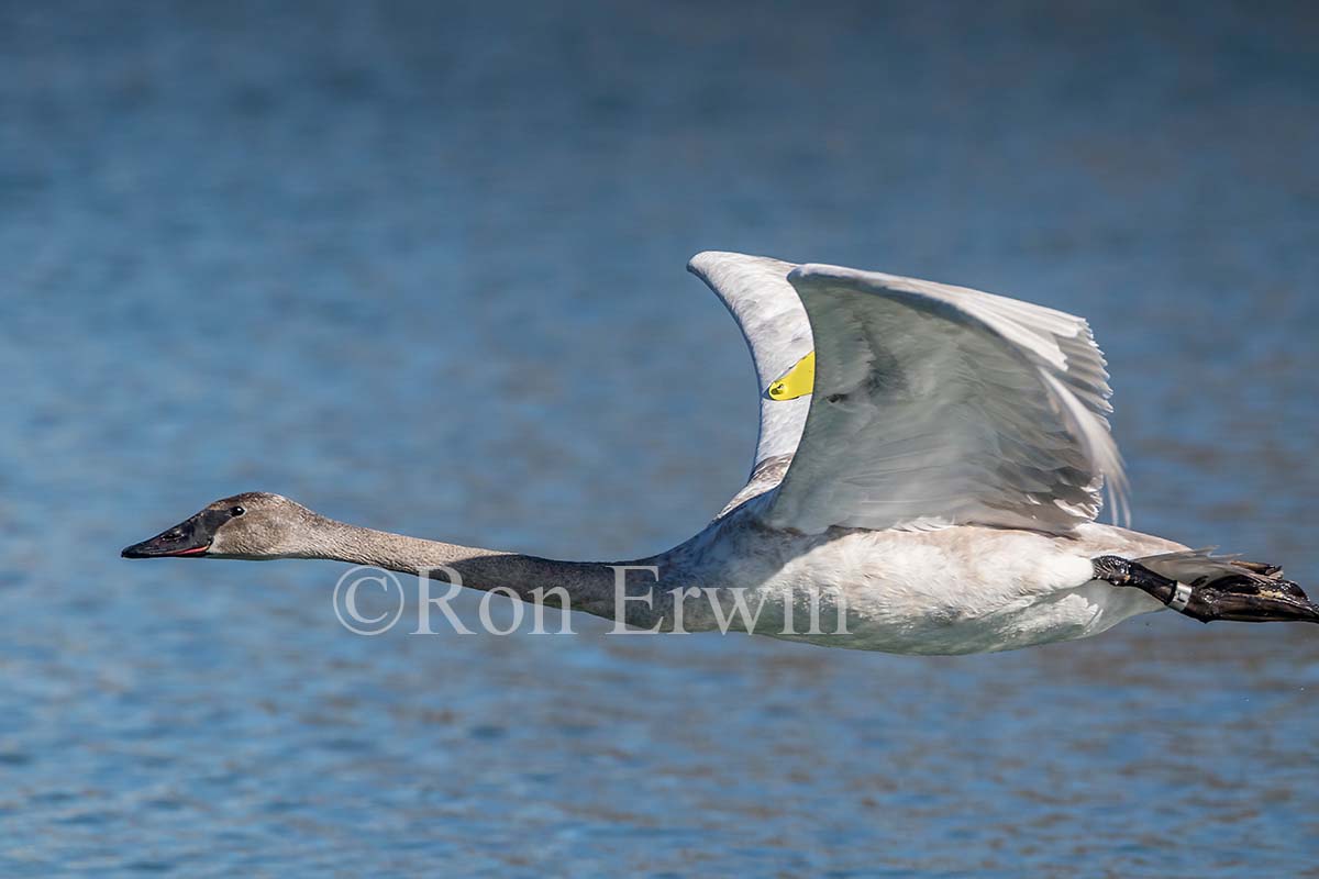 Young Trumpeter Swan