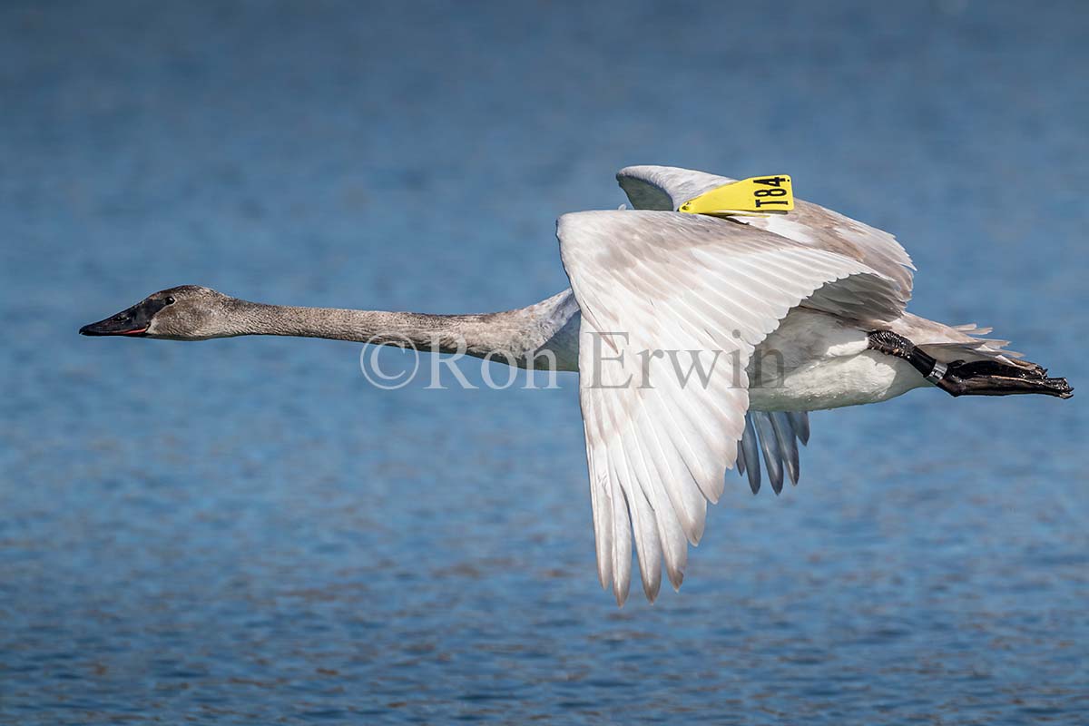 Young Trumpeter Swan