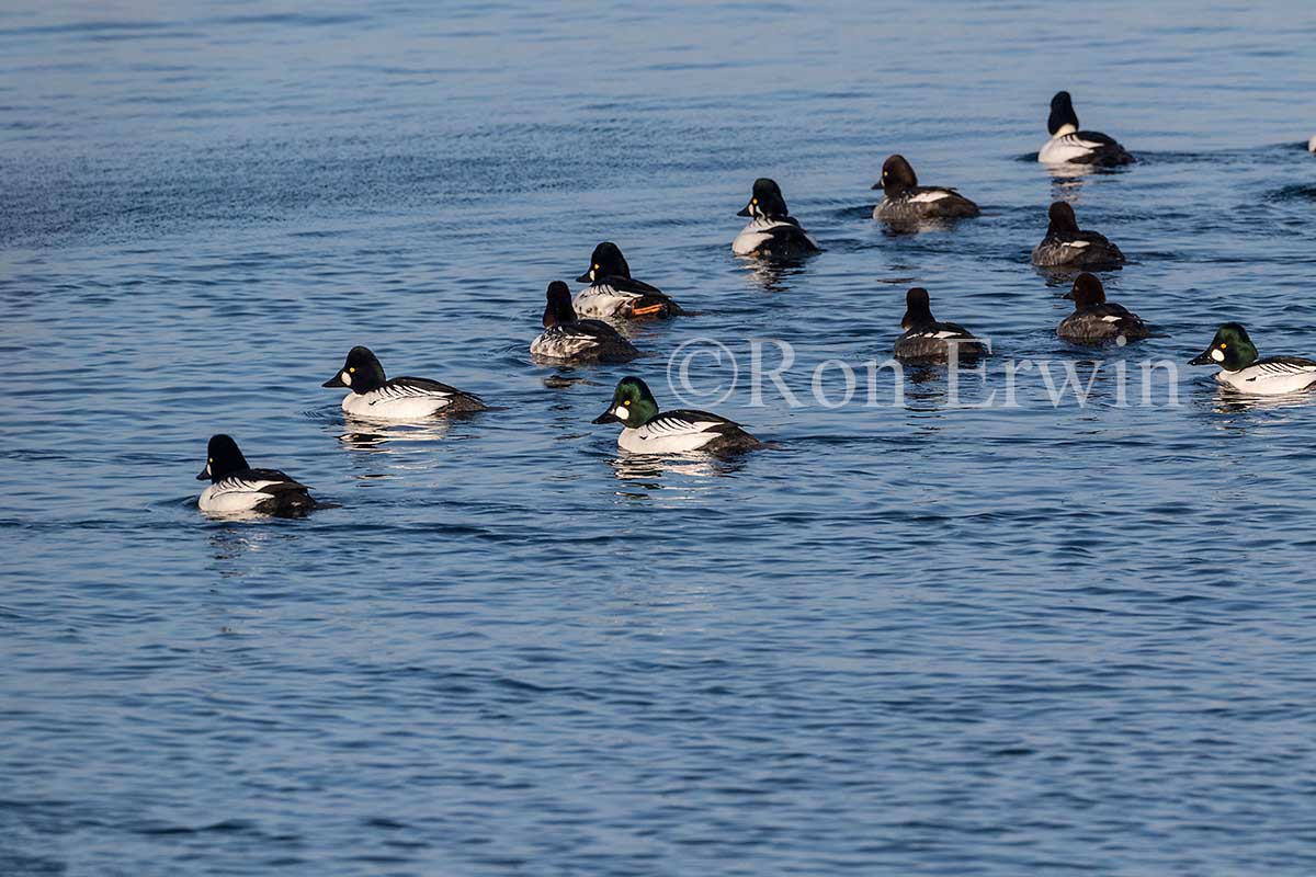 Common Goldeneye Flock