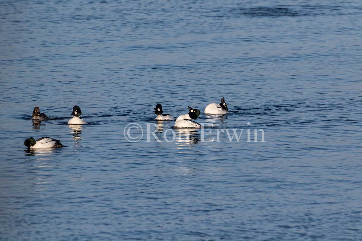 Common Goldeneye Flock