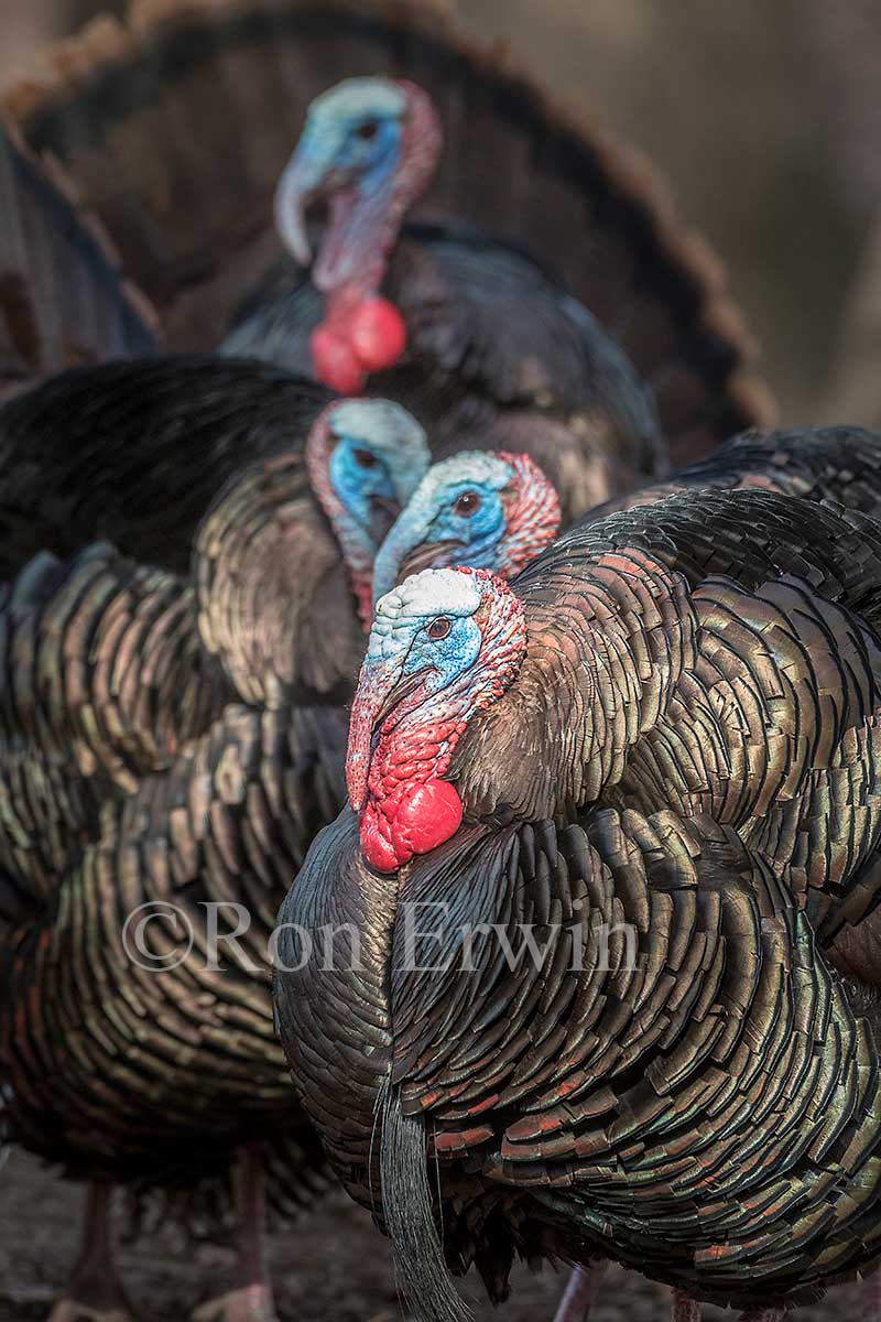 Wild Turkey Males