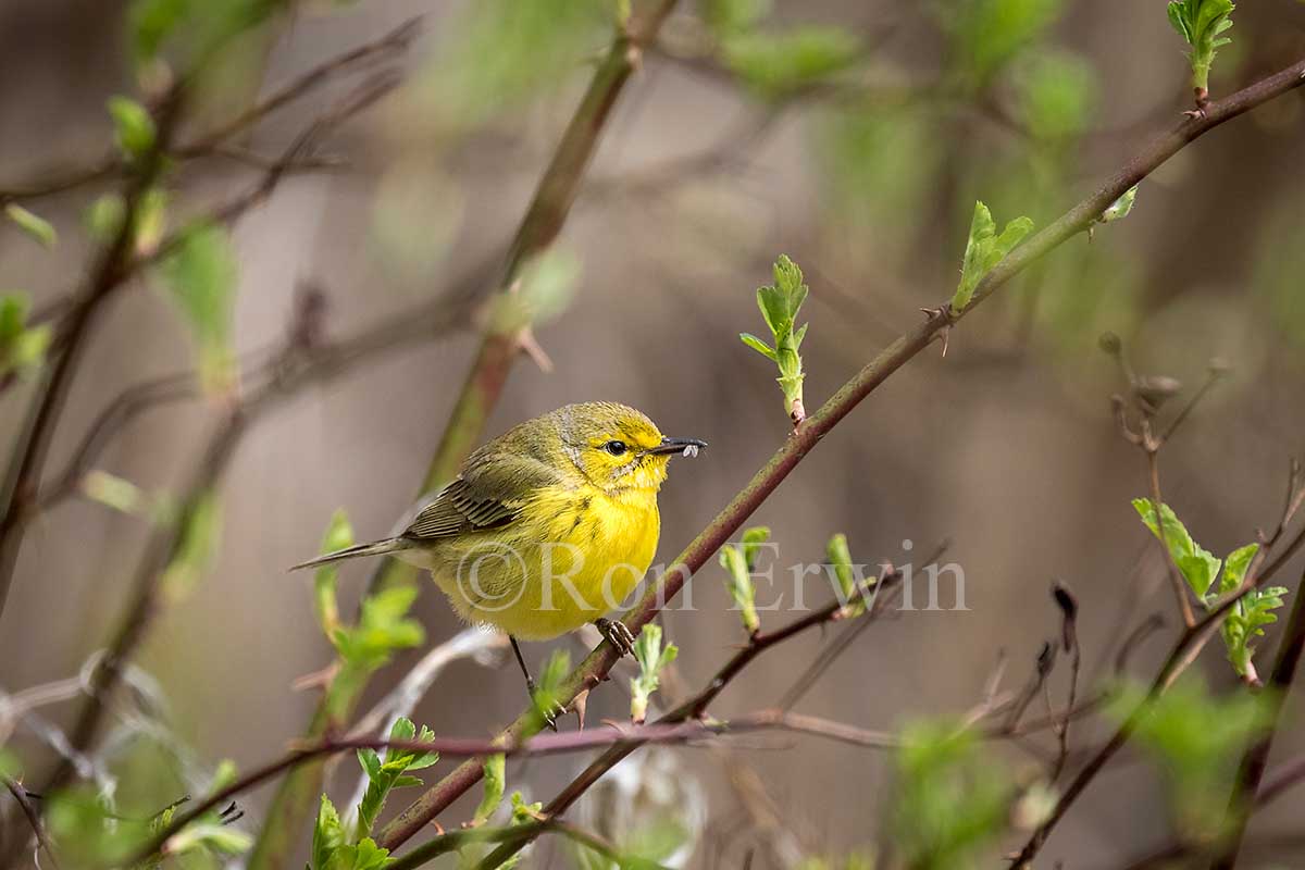 Female Prairie Warbler