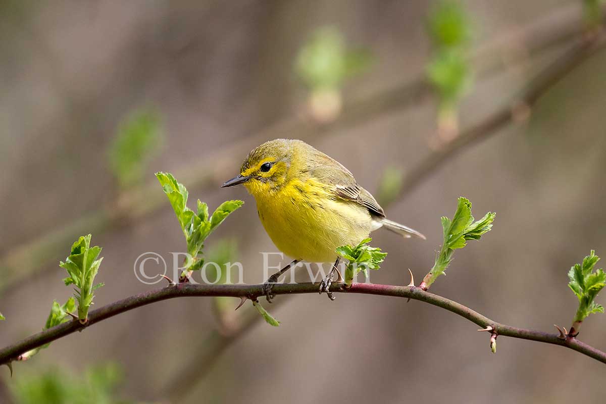 Female Prairie Warbler