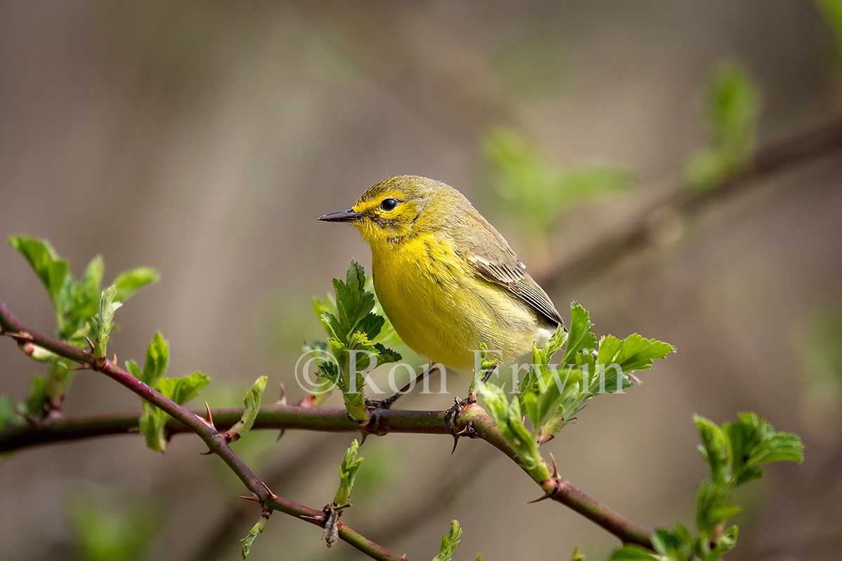 Female Prairie Warbler