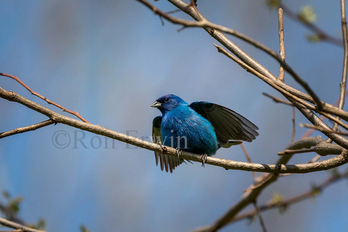 Male Indigo Bunting