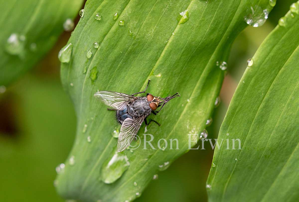 Blue Bottle Fly