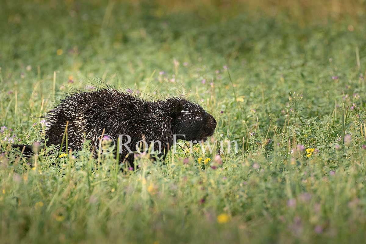 Porcupine