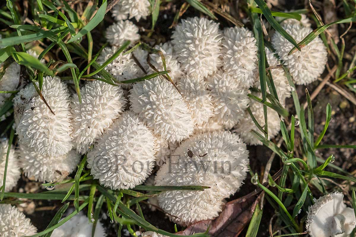 Curtis's Puffballs