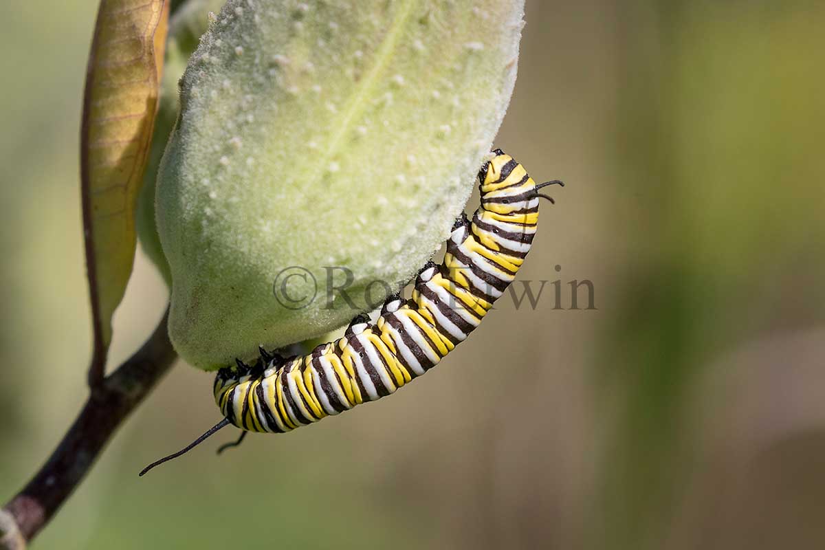 Monarch Caterpillar