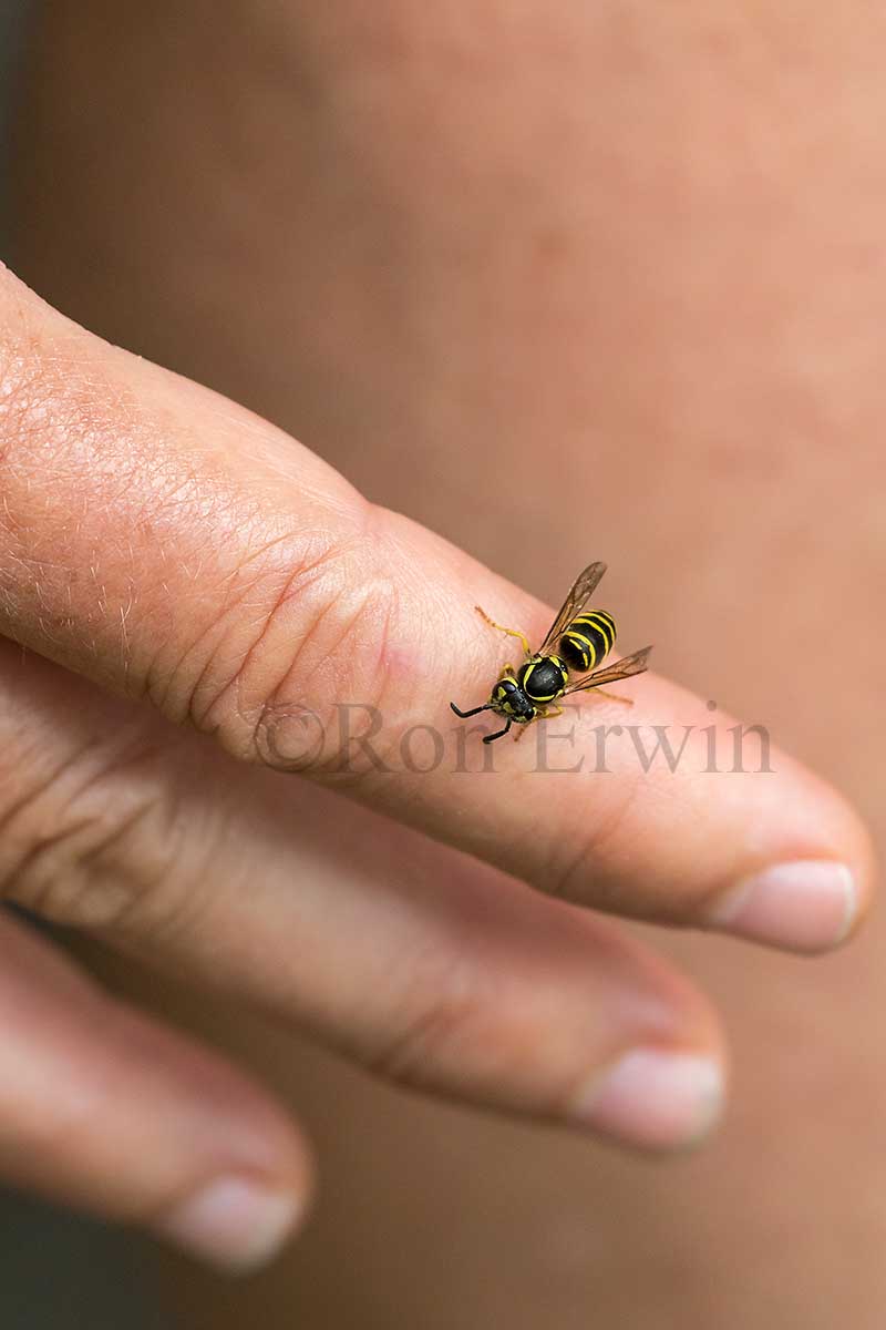 Eastern Yellowjacket