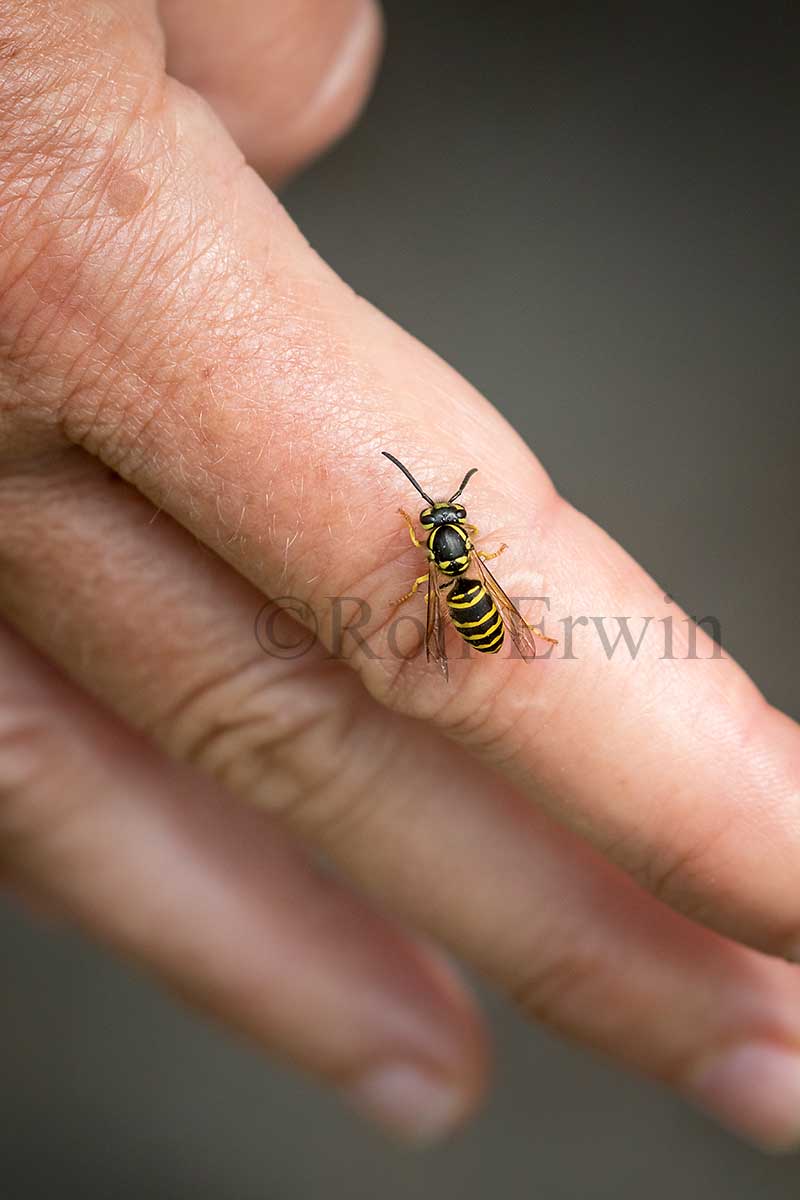 Eastern Yellowjacket