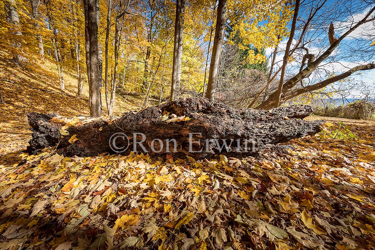 Cudia Park, Toronto, ON