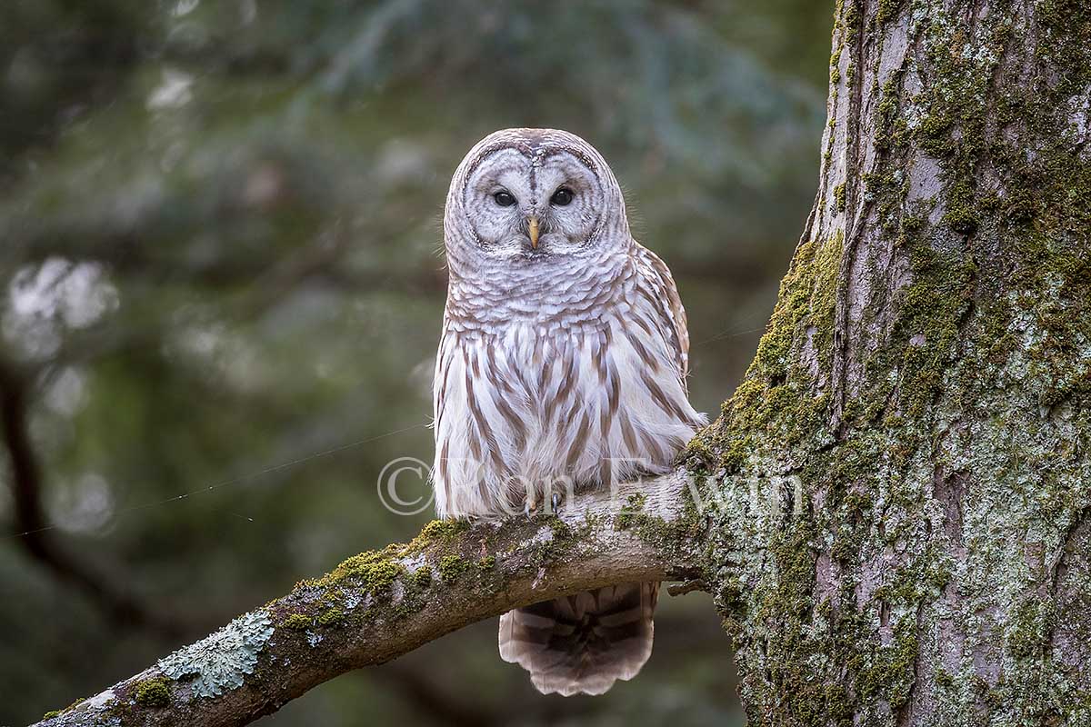 Barred Owl