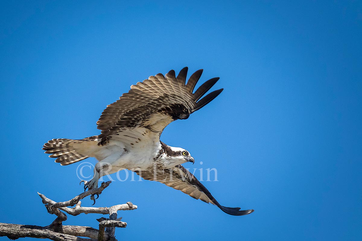 Osprey