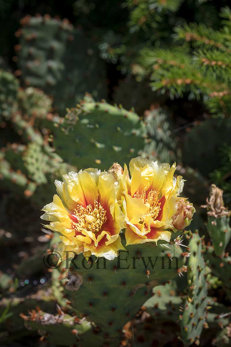 Prickly Pear Cactus