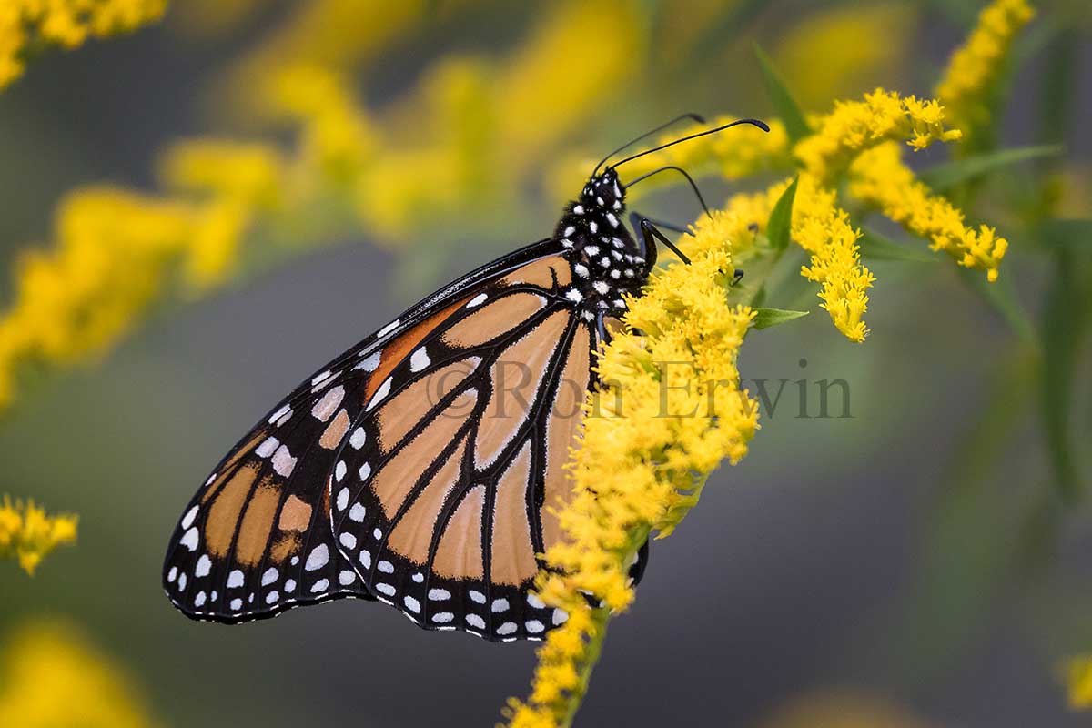 Male Monarch Butterfly