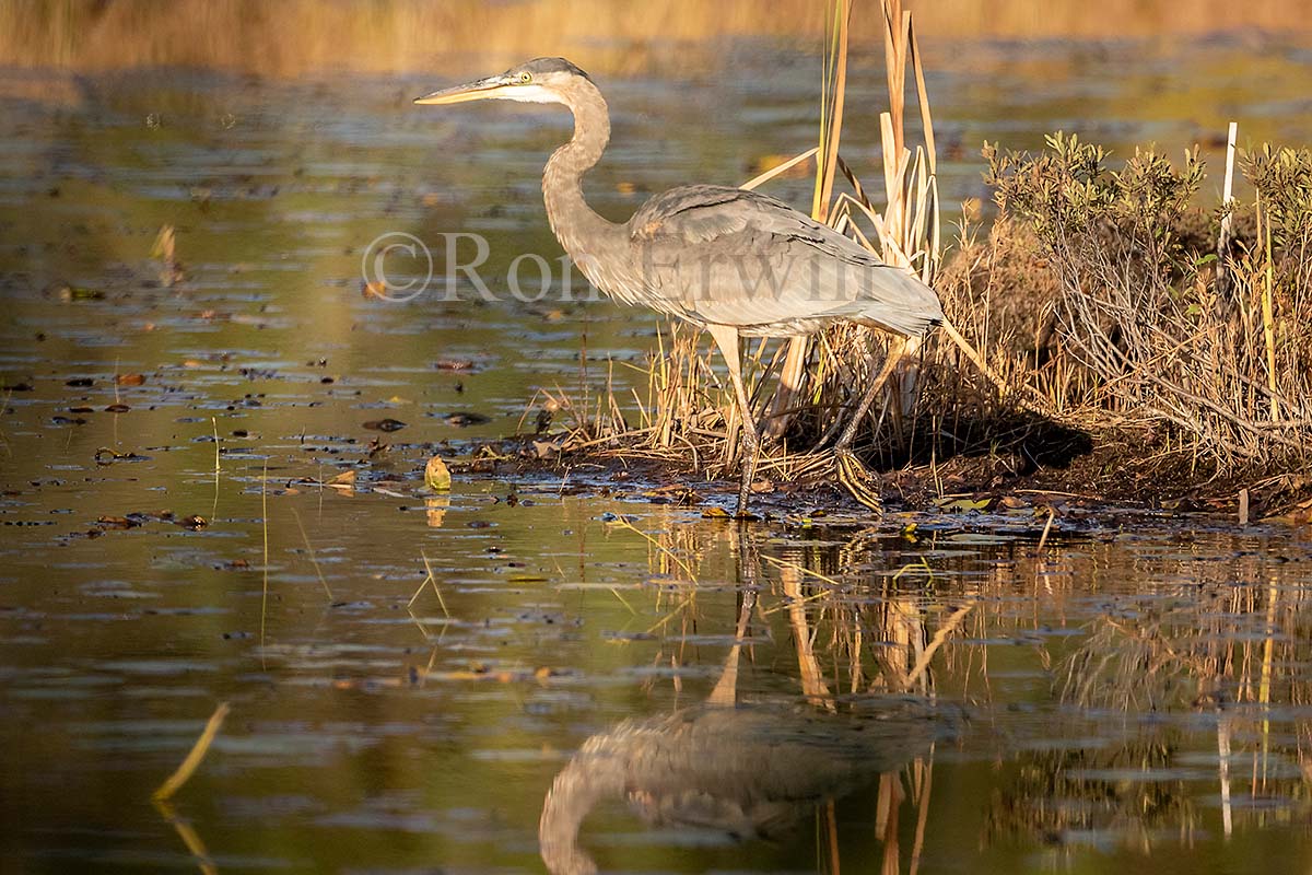 Blue Heron