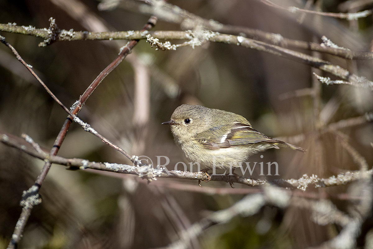 Ruby-crowned Kinglet