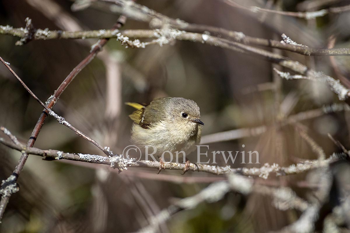 Ruby-crowned Kinglet