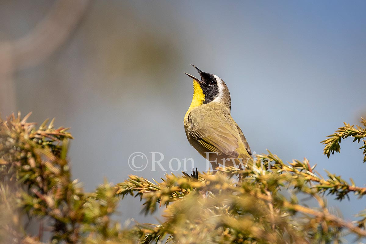 Common Yellowthroat Warbler Male