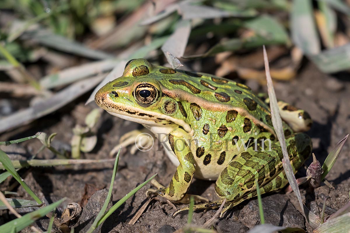 Northern Leopard Frog