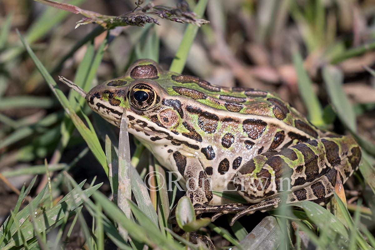 Northern Leopard Frog