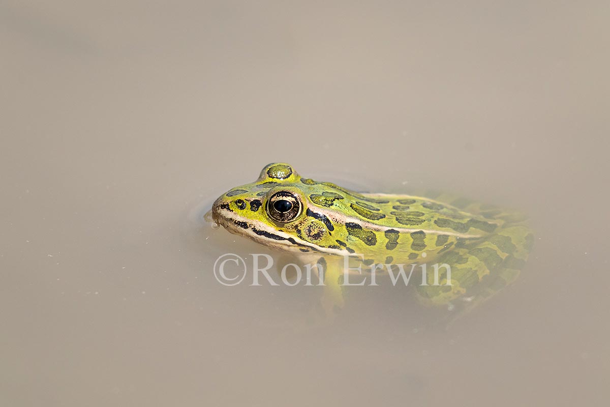 Northern Leopard Frog