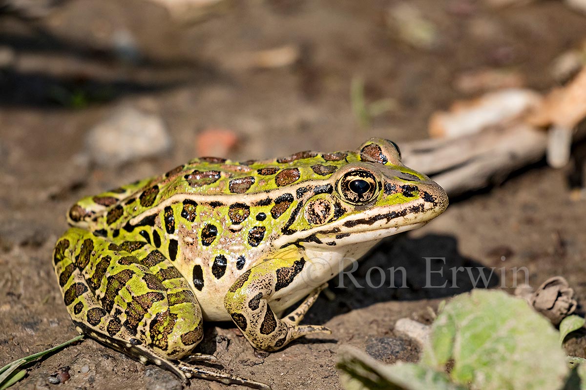 Northern Leopard Frog