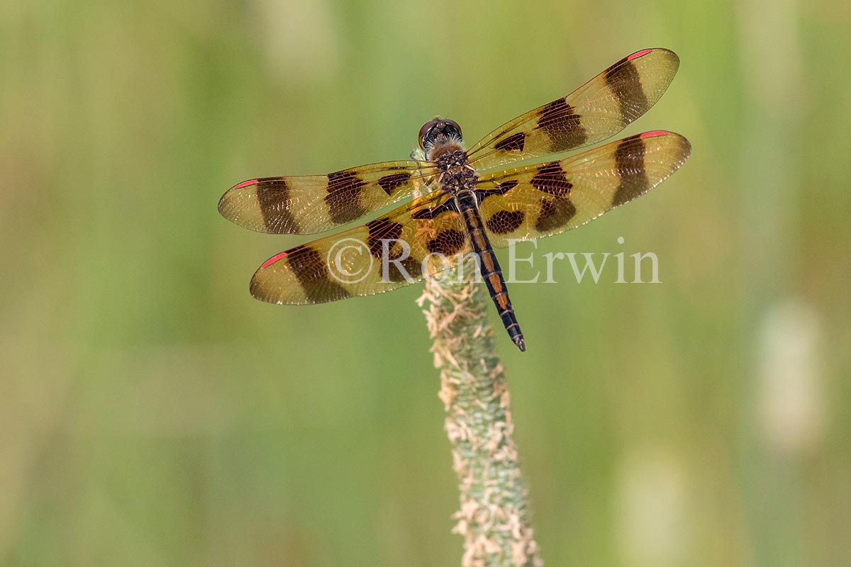 Male Halloween Pennant Dragonfly