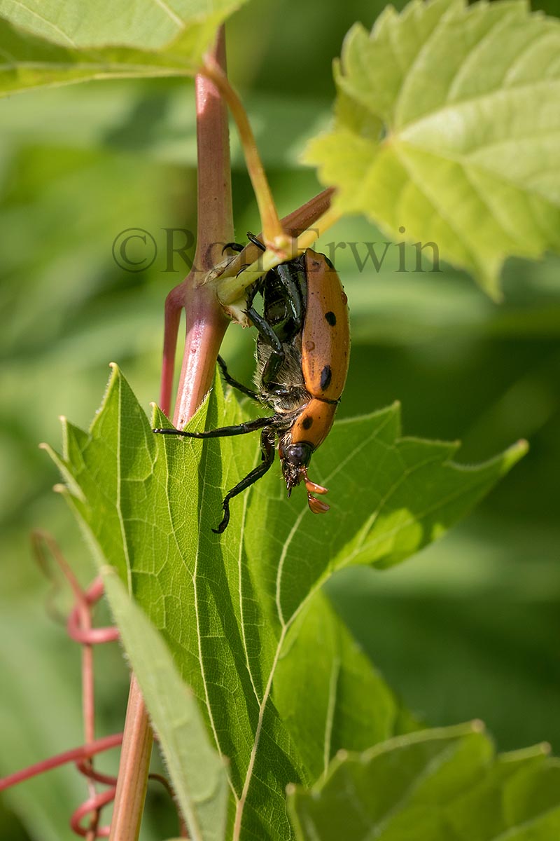 Grapevine Beetle