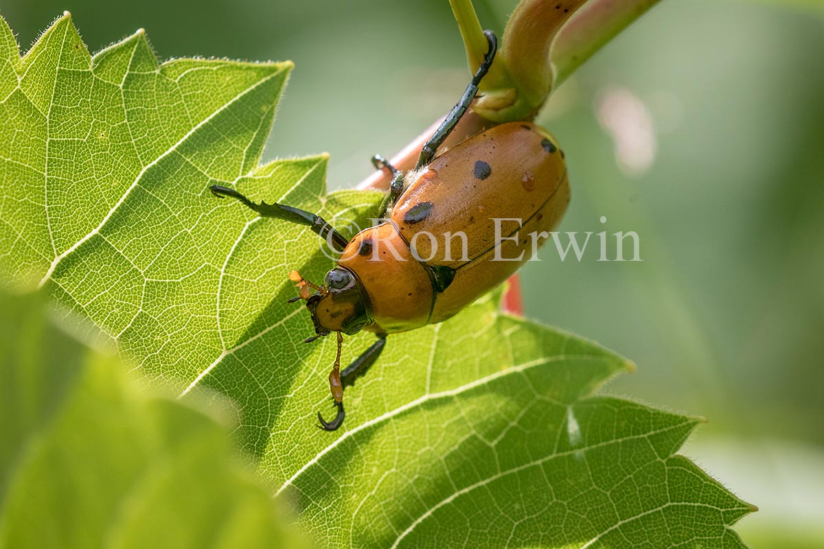 Grapevine Beetle