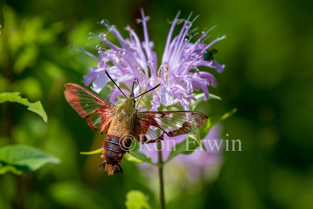 Hummingbird Clearwing Moth