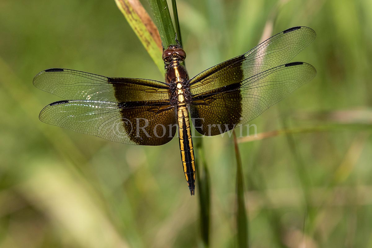 Female Widow Skimmer Dragonfly