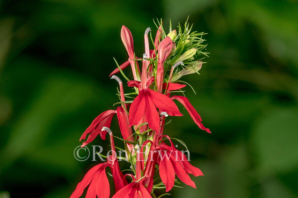 Cardinal Flower