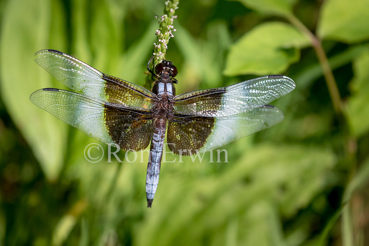 Male Widow Skimmer Dragonfly