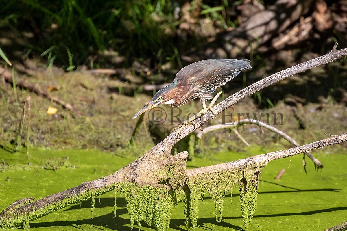 Green Heron